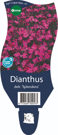 Dianthus del. 'Splendens'