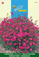 Dianthus deltoides erectus k. 0.25gram - afbeelding 4
