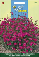 Dianthus deltoides erectus k. 0.25gram - afbeelding 5