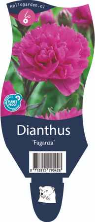 Dianthus 'Faganza'