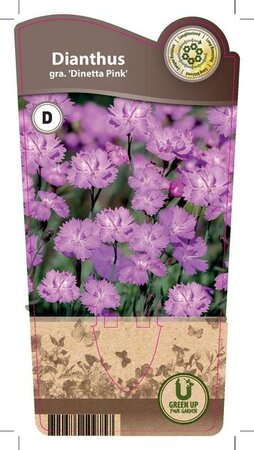 Dianthus gra. 'Dinetta Pink'
