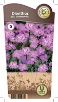 Dianthus gra. 'Dinetta Pink'