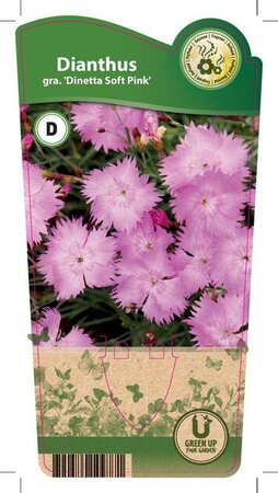 Dianthus gra. 'Dinetta Soft Pink'