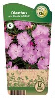 Dianthus gra. 'Dinetta Soft Pink'