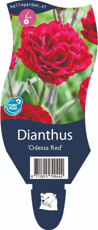 Dianthus Odessa Red P11