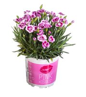 Dianthus Pink Kisses P12