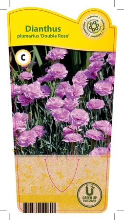 Dianthus plu. 'Double Rose'