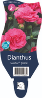 Dianthus sunflor 'Jolina'