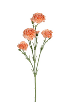 Dianthussteel l60cm zalm