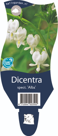 Dicentra spec. 'Alba'