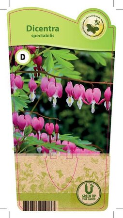 Dicentra spectabilis