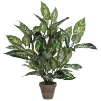 Dieffenbachia bld in pot d55h70 grn (Zijde-plant)