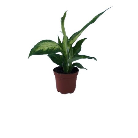 Dieffenbachia  'Camilla' pot 9cm
