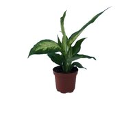 Dieffenbachia  'Camilla' pot 9cm