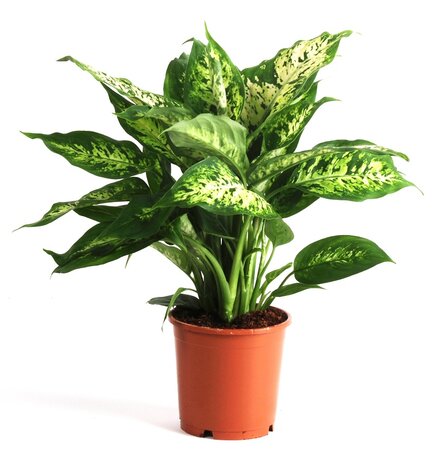 Dieffenbachia  'Compacta'