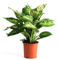 Dieffenbachia  'Compacta'