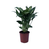 Dieffenbachia 'Compacta' pot 17cm