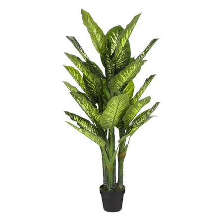Dieffenbachia d70h150cm grn