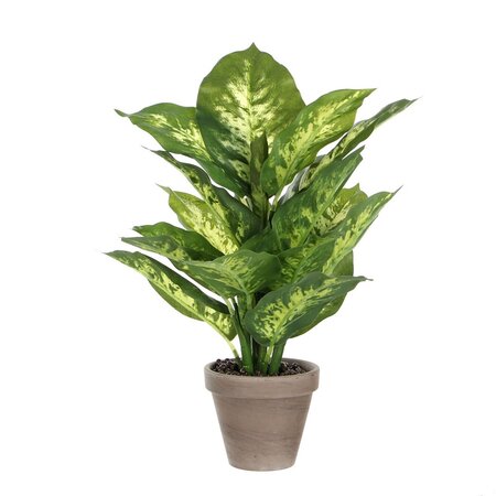 Dieffenbachia in pot h40d30 groen