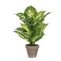 Dieffenbachia in pot h40d30 groen