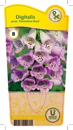 Digitalis 'Dalmation Rose'