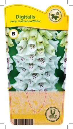 Digitalis grand. 'Dalmatian White