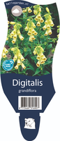 Digitalis grandiflora