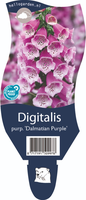 Digitalis purp. 'Dalmation Purple'