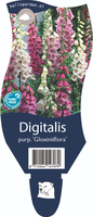 Digitalis purp. Gloxiniiflora P11