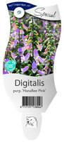 Digitalis purp. 'Hanabee Pink'