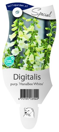 Digitalis purp. 'Hanabee White'