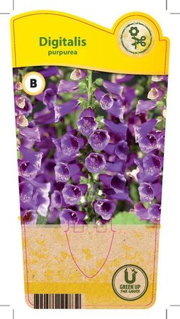 Digitalis purpurea