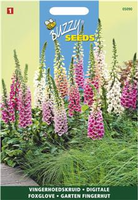Digitalis purpurea mix 0.5gram - afbeelding 5