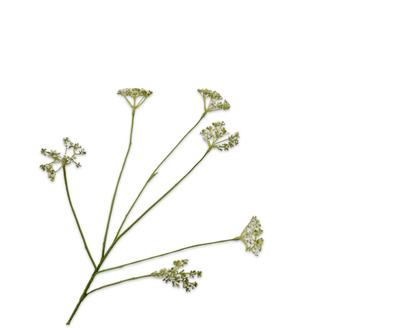 Dilletak l66cm groen