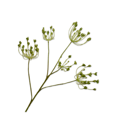 Dilletak l83cm groen