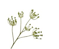 Dilletak l83cm groen