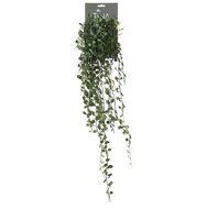Dischidia hanger l85cm groen