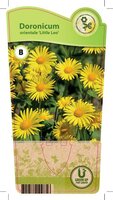 Doronicum o. 'Little Leo'