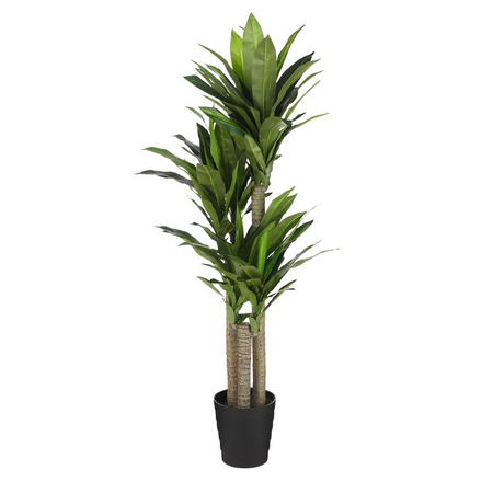 Dracaena d60h150cm groen