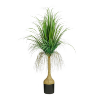 Dracaena in pot d50h150cm groen