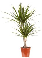 Dracaena marg.