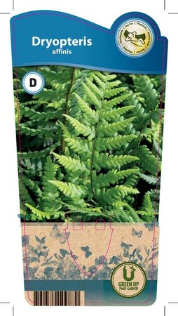 Dryopteris affinis