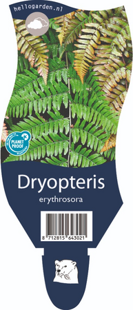 Dryopteris erythrosora P11