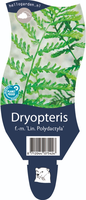 Dryopteris f.-m. Lin. Pol. P11