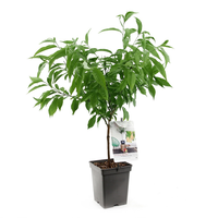 Dwerg Perzik 'Ice Peach' - afbeelding 2