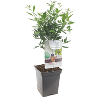 Dwergamandel - afbeelding 2