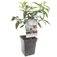 Dwergnectarine grootvruchtig - afbeelding 2