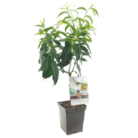 Dwergperzik 'Yellow Peach' - afbeelding 2