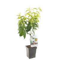 Dwergperzik 'Yellow Peach' - afbeelding 3