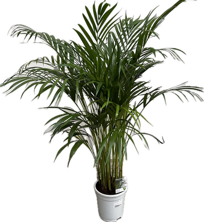 Dypsis lutescens   ...Chrysalidoca